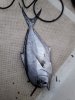 IMG-20171209-WA0003.jpg