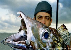 Nasuhi ALBULAK