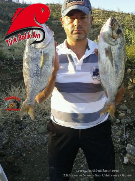 19 Ekim 2013 Günü Karaburun&#039; da yaptığımız sinarit avından geriye kalanlar.