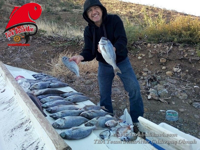 19 Ekim 2013 Günü Karaburun&#039; da yaptığımız sinarit avından geriye kalanlar.