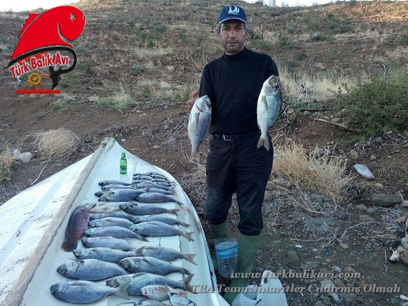 19 Ekim 2013 Günü Karaburun&#039; da yaptığımız sinarit avından geriye kalanlar.