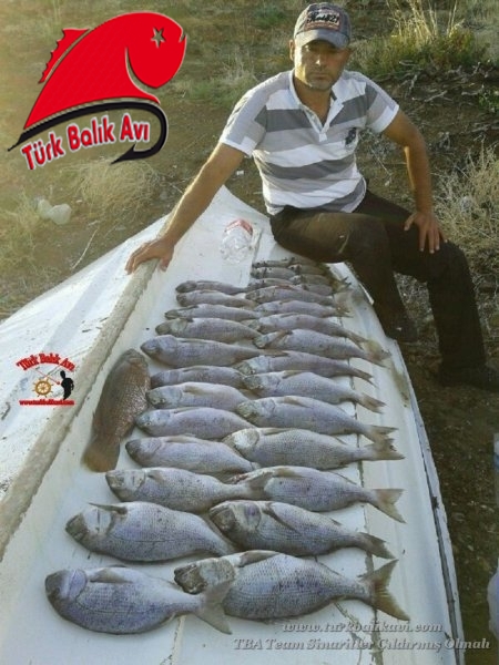 19 Ekim 2013 Günü Karaburun&#039; da yaptığımız sinarit avından geriye kalanlar.