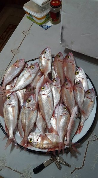 Tekneden Balık Avı Fotoğrafları