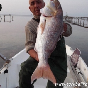 Tatbikat Sino'su 11 kilo