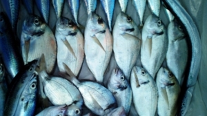 Karareis Tekne Avı