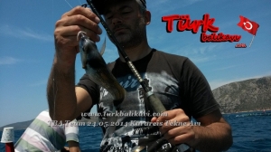 Tekne'den Mercan ve Karagöz Avı