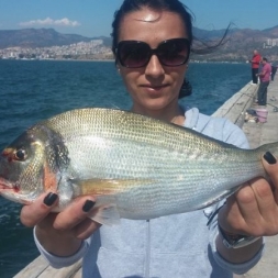 Spin olta ile çupra avı teknikleri