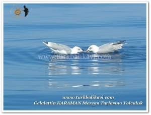 Mercan Tarlasına Yolculuk