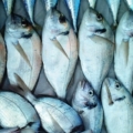 Karareis Tekne Avı