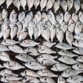 Bacanaklar Çupra Avı