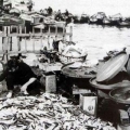 İstanbul Balıkçılık Nostalji