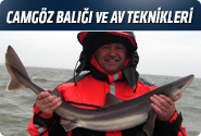 Camgöz Balığı Ve Av Teknikleri