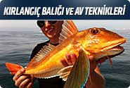 Kırlangıç Balığı Ve Av Teknikleri
