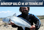 Minekop Balığı Ve Av Teknikleri