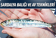 Sardalya Balığı Ve Av Teknikleri